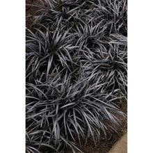Ophiopogon 'Black Mondo' Plant, 3-pack