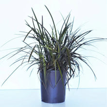 Ophiopogon_BlackMondo_Plant_3-pack2 - USA Mega Market