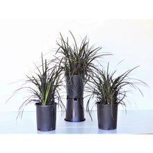 Ophiopogon_BlackMondo_Plant_3-pack - USA Mega Market