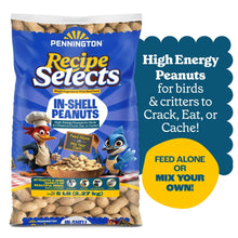 Pennington-In-Shell-Peanuts-Wild6 - USA Mega Market