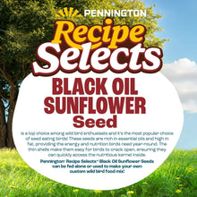 Pennington Recipe Selects Black Oil Sunflower Seed Dry Wild Bird Feed, Bird Food, 1 Pack