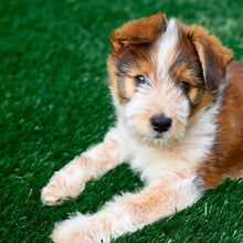PreGra48ozArtificialPetTurf4-_1 - Brands For Less USA