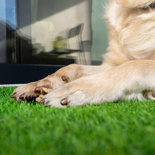 PreGra50ozPremiumArtificialTurf3-_2_54fc041b-519b-43ab-b344-8e66e0548c63 - USA Mega Market