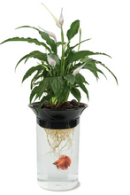 Penn Plax Aquaponic Betta Fish Plastic Tank, 0.5 Gallon