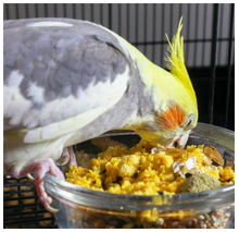 Quiko Classic Suplemento Alimenticio para Aves - Mezcla de Semillas para Todo tipo de Aves Domésticas 