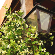 StarJasmineFloweringPlant3Gallon_2-pack7 - USA Mega Market
