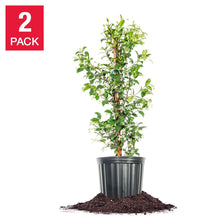 StarJasmineFloweringPlant3Gallon_2-pack - USA Mega Market