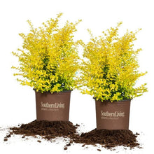 SunshineLigustrum_2-pack1 - USA Mega Market