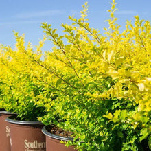 Sunshine Ligustrum, 2-pack