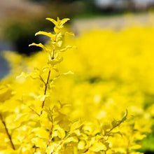 Sunshine Ligustrum, 2-pack