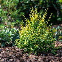Sunshine Ligustrum, 2-pack