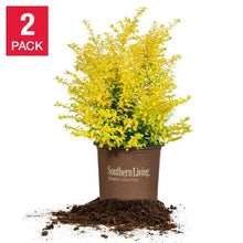Sunshine Ligustrum, 2-pack