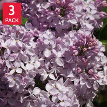 Syringa_MissKim_Lilac_3-pack - USA Mega Market