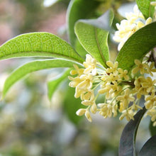TeaOliveFloweringShrubPlant_2-pack1 - USA Mega Market