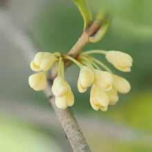 Tea Olive Flowering Shrub Plant, 2-pack