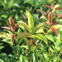 TeaOliveFloweringShrubPlant_2-pack3 - USA Mega Market