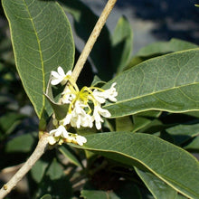 TeaOliveFloweringShrubPlant_2-pack5 - USA Mega Market