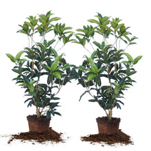 TeaOliveFloweringShrubPlant_2-pack - USA Mega Market