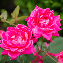 The-Knock-Out-Family-of-Roses-Th1_ba57a37c-7d2e-4269-b32e-11b2f7e52b14 - USA Mega Market