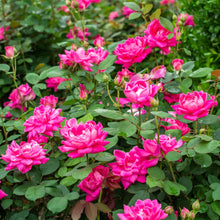 The-Knock-Out-Family-of-Roses-Th2_e2c9242d-297f-4282-8464-a37cd886ac00 - USA Mega Market