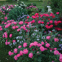 The-Knock-Out-Family-of-Roses-Th3_2704f227-95af-4da6-8dbd-3560c34e6337 - USA Mega Market