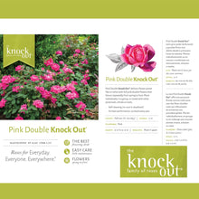 The-Knock-Out-Family-of-Roses-Th4_a32cf17e-8745-4f59-8551-a168280df65a - USA Mega Market