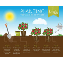The-Knock-Out-Family-of-Roses-Th6_14c12a7b-4e08-457c-a8d6-5c00e16c2891 - USA Mega Market
