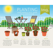 The Knock Out® Family of Roses 'The Pink Double Knock Out® Rose' Live Shrub in Grower Pot