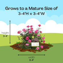 The-Knock-Out-Family-of-Roses-Th8_3d26f16b-81e4-455a-b33c-f4fb70328f79 - USA Mega Market
