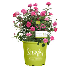 The-Knock-Out-Family-of-Roses-Th - USA Mega Market