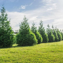 Thuja 1-2 ft, 8-pack