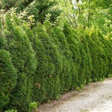 Thuja1-2ft_8-pack2 - USA Mega Market