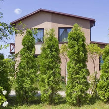 Thuja 1-2 ft, 8-pack