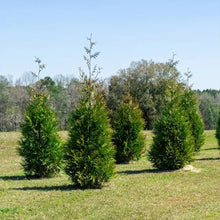 Thuja1-2ft_8-pack4 - USA Mega Market