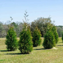 Thuja 1-2 ft, 8-pack
