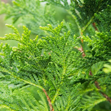Thuja1-2ft_8-pack5 - USA Mega Market