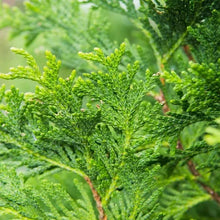 Thuja 1-2 ft, 8-pack