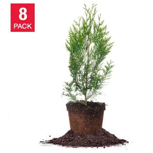 Thuja1-2ft_8-pack - USA Mega Market
