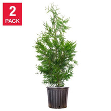 ThujaGreenGiant_2-pack - USA Mega Market