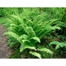 Western Sword Fern, 3-pack