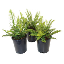 WesternSwordFern_3-pack - USA Mega Market