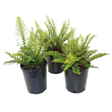 WesternSwordFern_3-pack - Brands For Less USA