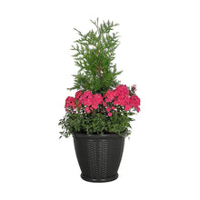 WillowWickerDecorativePlante2 - USA Mega Market