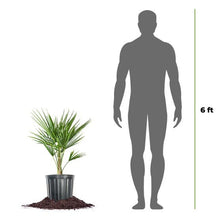 WindmillPalmTree_2-pack1 - USA Mega Market