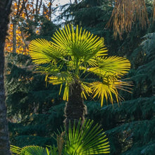 WindmillPalmTree_2-pack2 - USA Mega Market