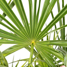WindmillPalmTree_2-pack3 - USA Mega Market