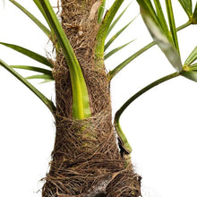 WindmillPalmTree_2-pack4 - USA Mega Market