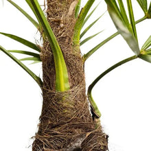 Windmill Palm Tree, 2-pack