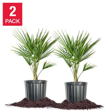 WindmillPalmTree_2-pack - USA Mega Market