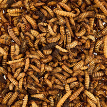 Vibrant Life Dried Soldier Worm Treats for Chickens, 1 lb Bag